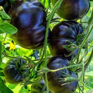 Black Beauty Plant (Tomato)