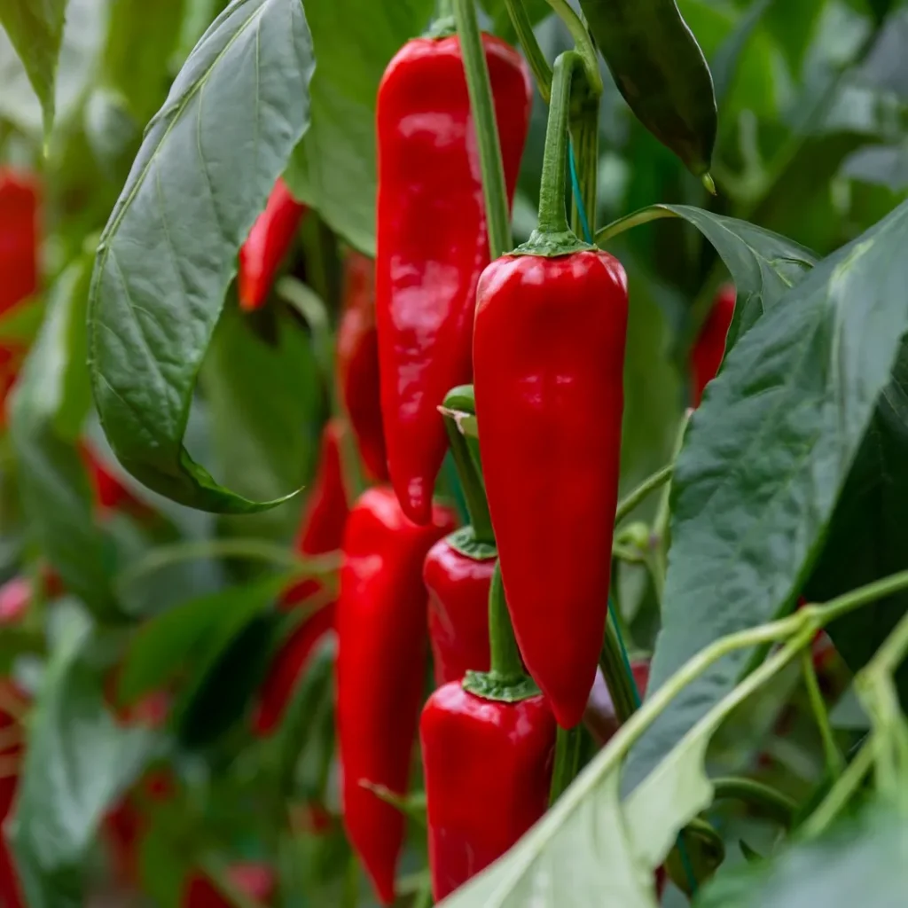 Red Chili Pepper Plant