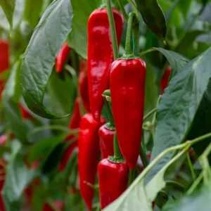 Red Chili Pepper Plant