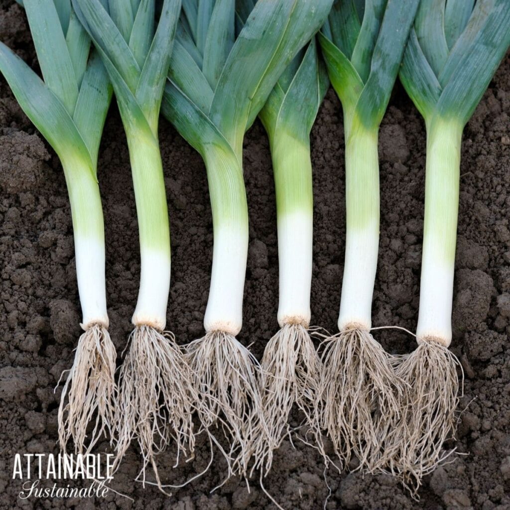 Winter Leek Baby plants 20 st
