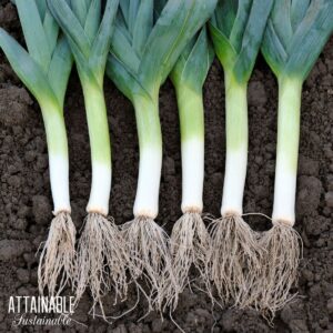 Winter Leek Baby plants 20 st