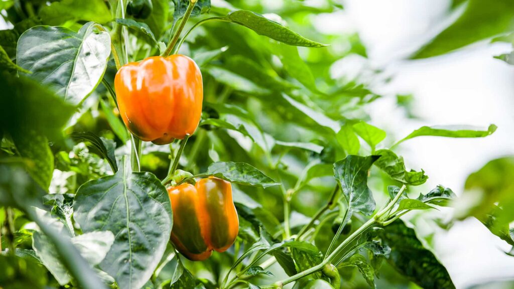 Orange Bell Pepper Plant