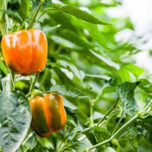 Orange Bell Pepper Plant